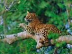 Wildlife holiday in Sri Lanka, private departure