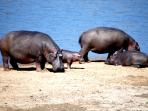 Malawi wildlife conservation holiday