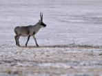 Tibet wildlife holiday, Tibet Plateau mammals