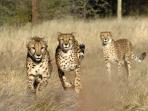 Cheetah conservation in Namibia