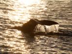 Whales and dolphins research in the Norwegian Arctic