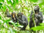 Tracking chimps in Uganda