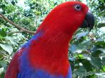 Australia cloud forest wildlife conservation