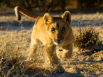 Botswana wildlife volunteering holiday
