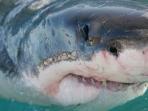 The great white shark conservation project in South Africa