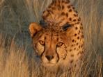 Cheetah Release project in Namibia