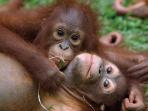 Orangutan conservation in Indonesia