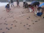 Turtle conservation in Sri Lanka 