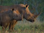 Zululand conservation project 