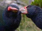 Zealandia, places to visit in Wellington, New Zealand