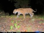 Jaguars and Puma conservation in Mexico