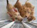 Volunteer with animals in Thailand 