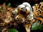 Belize wildlife conservation holiday