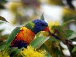 Queensland Rainforests & Great Barrier Reef wildlife holiday