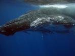 Swim with humpback whales, Tonga