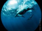 Humpback whale photography expedition, Tonga