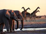 Botswana camping safari