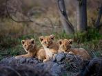 Small group Botswana safari