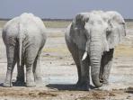 Cape Town to Victoria Falls camping safari