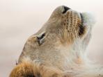 Northern Cape safari in South Africa, desert & dust