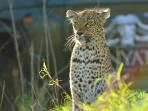 Game Lodge in Sabi Sand, South Africa