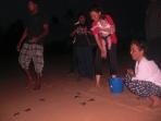 Turtle conservation in Sri Lanka