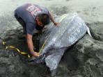 Volunteer with turtles in Costa Rica, Pacuare Nature Reserve