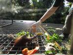 Volunteer at orangutan & wildlife rescue centre in Indonesia 