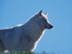 Wolf watching holiday in Canada