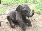 Laos tailormade holiday, cruising & elephant sanctuary