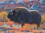 Canadian arctic wildlife holiday