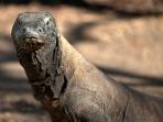 Indonesia, wildlife & culture holiday
