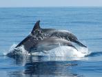 Sardinia wildlife day cruise