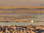 Chile tailor made holiday, Atacama Desert
