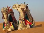 Tunisia family holiday