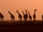 Namibia & Botswana safari