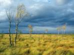 Conservation volunteering in Estonia