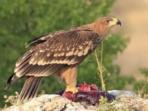 Conservation volunteering in Bulgaria