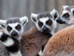 Madagascar wildlife holiday, Lemur tour