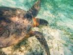 Marine conservation project in Malaysia 