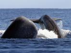 Azores whale and dophin watching holiday