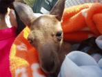 Animal rehabilitation project in Perth, Australia