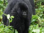 Rwanda and Uganda wildlife holiday
