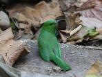 North East India bird watching tour,  Eagles Nest & beyond 