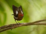 South Ecuador bird watching tour
