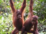 Borneo Jungle Expedition