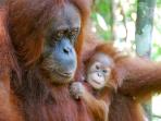 Sumatra tailor made holiday, Indonesia