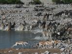 Namibia and Botswana safari holiday