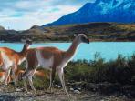 Chile & Argentina holiday, the complete Patagonia
