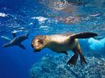 Galapagos wildlife cruise